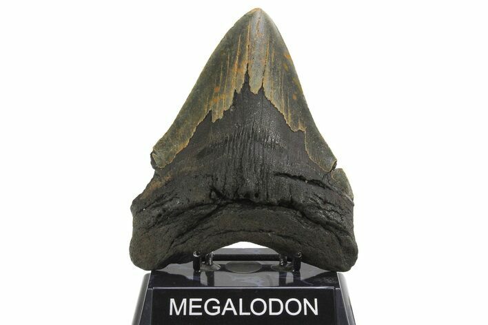 Serrated, Fossil Megalodon Tooth - Huge NC Meg #298812